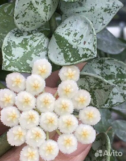 Хойя Matilda splesh/хойя эскимо/хойя Кримсон квин