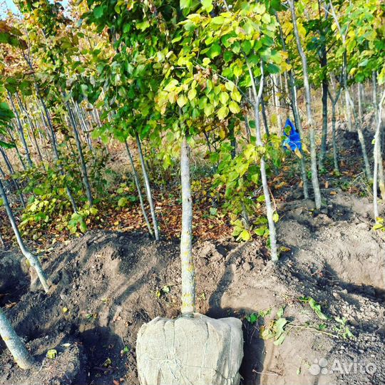 Липа крупномер