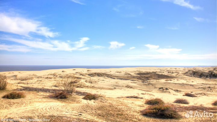 Куршская коса с посещением орнитологической станци