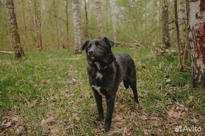 Робость и тепло