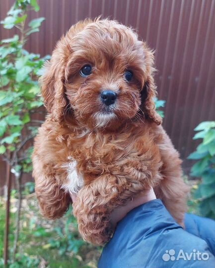 Щенок кавапу девочка