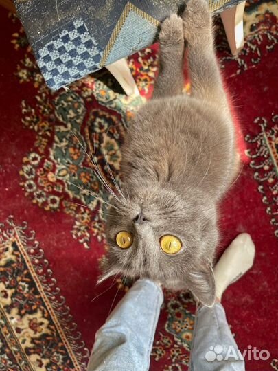 Кошка в добрые руки