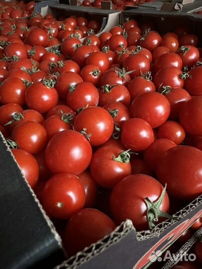 Томат, помидор, чери, пуля, желтая сливка