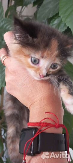 Котёнок ищет новый дом