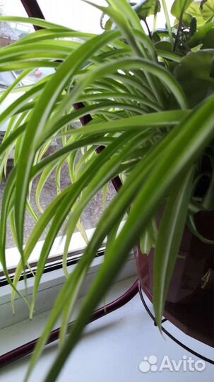 Комнатные цветы