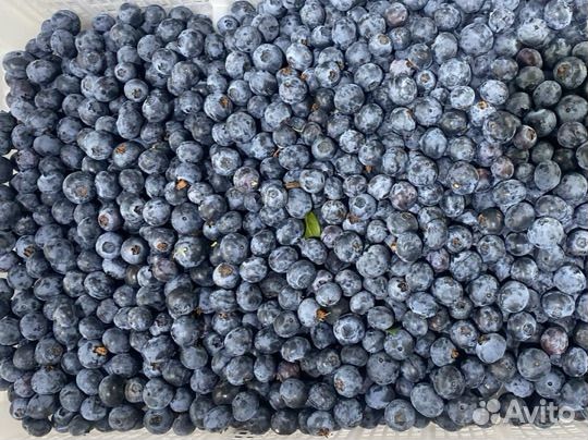 Голубика ягоды свежая бесплатная доставка