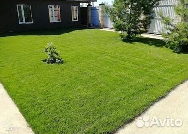 Продажа Рулонного газона