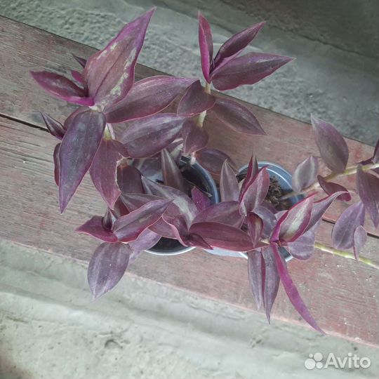 Традесканция