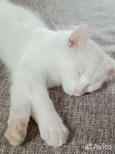 Котёнок бесплатно