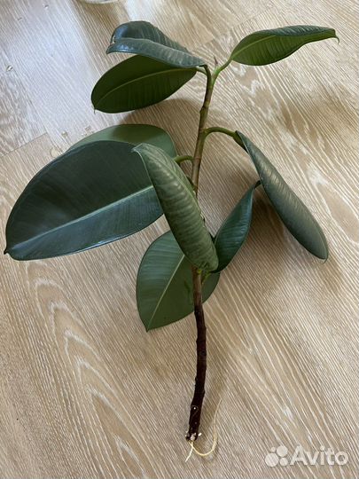 Фикус каучуконосный