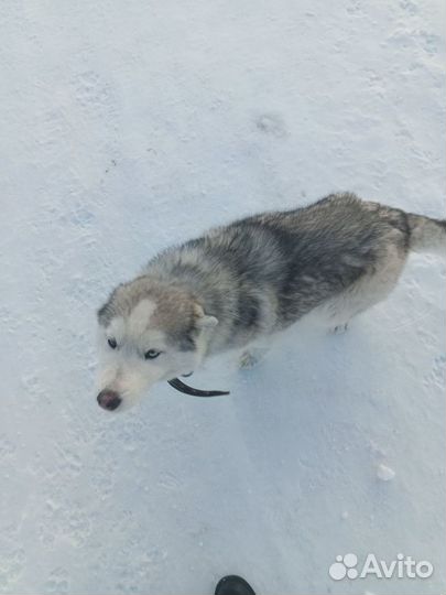 Собаки бесплатно в добрые руки