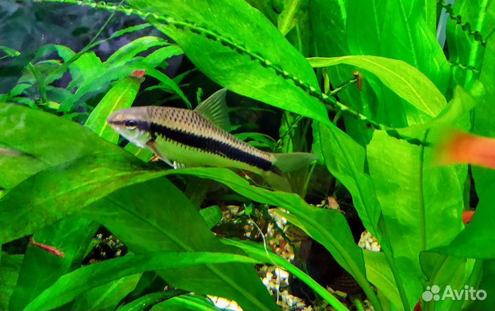 Меченосцы, креветки и улитки Хелены