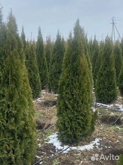 Туя Смарагд