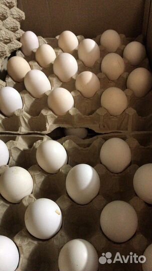 Кремовое яйцо. Куриное яйцо