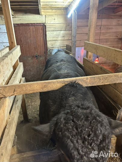 Бык Блэк Ангус