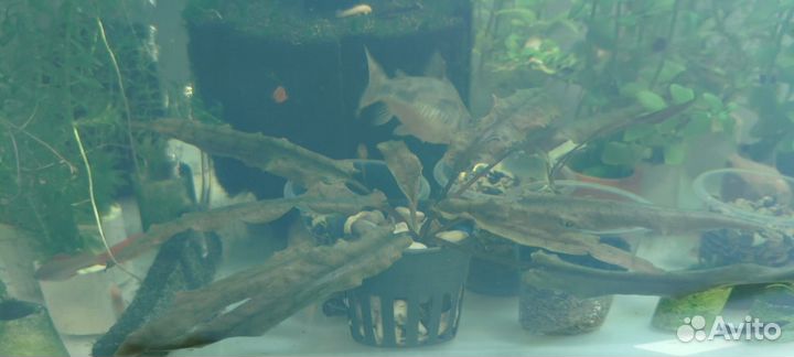 Аквариумные рыбки и растения