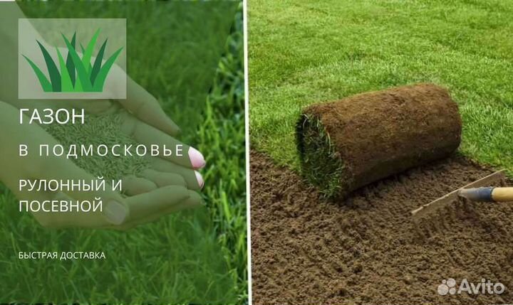 Рулонный газон, посевной газон