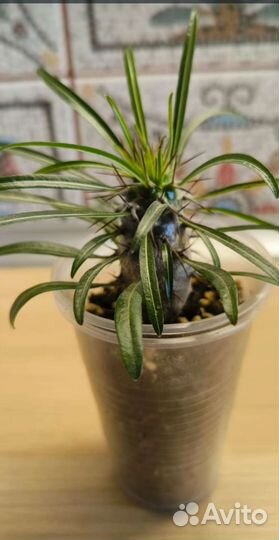 Пахиподиум