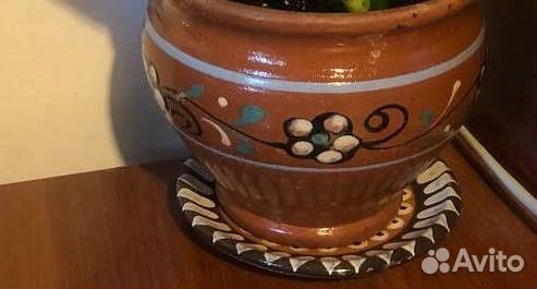 Сансевиерия Щучий хвост и ханни в керамическ горшк