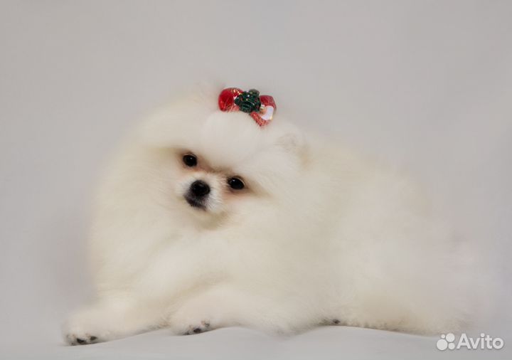 Померанский шпиц
