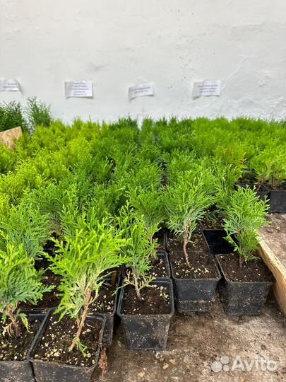 Туи в наличии