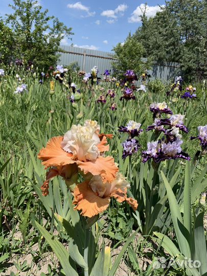 Ирисы коллекционные сорта