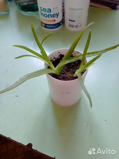 Алоэ лечебный (столетник)