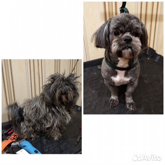 Стрижка собак,кошек.Груминг