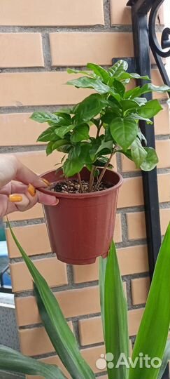 Кофейное дерево