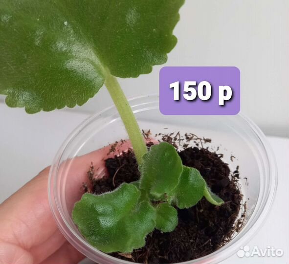 Фиалка ав- Жёлтая роза