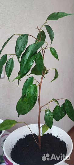 Фикус бенджамина