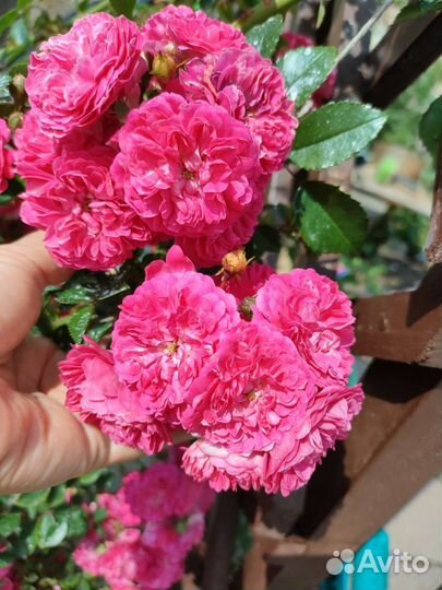 Роза плетистая