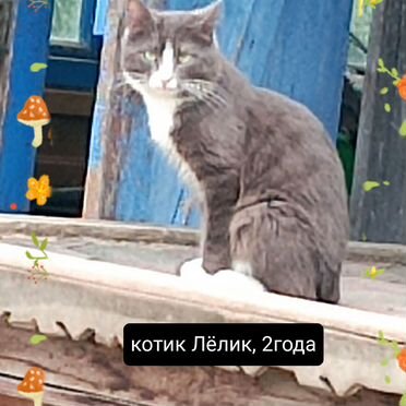 Взрослый кот в добрые руки
