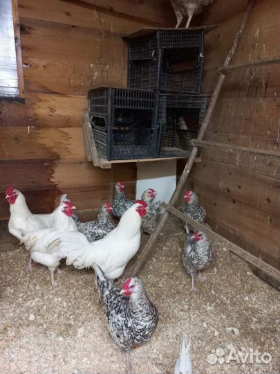 Яйцо инкубационное Пушкинская порода кур