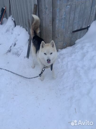Хаски в добрые руки