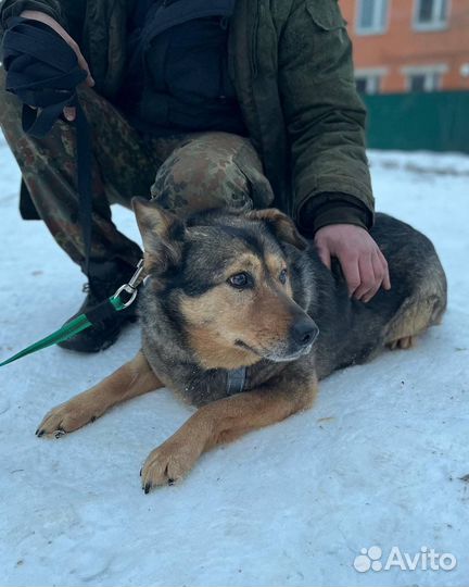 Скромной бояке-собаке нужен человек