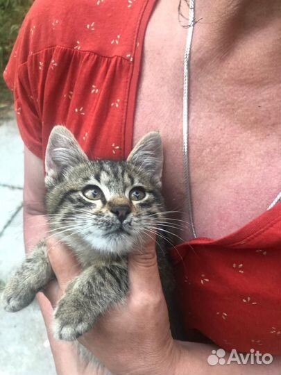 1 шанс на жизнь. умирают котята