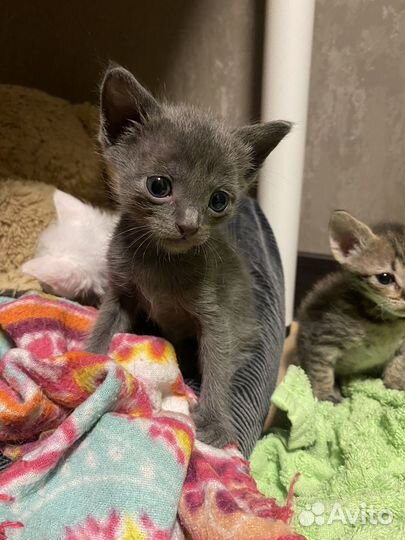 Котята метисы сфинкса