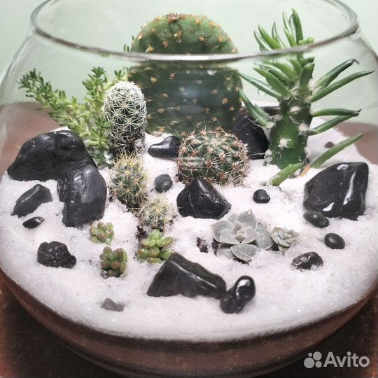Флорариум суккуленты