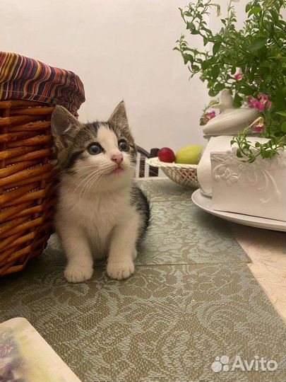 Кошки в добрые руки бесплатно