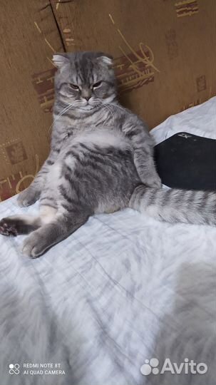 Вязка кот британец