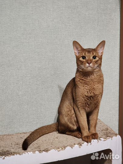 Абисинские котята