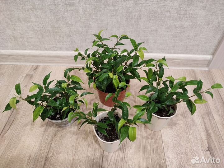 Фикус Бенджамина Наташа