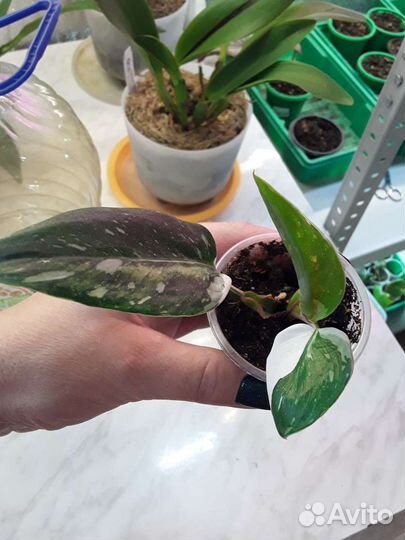 Филодендроны