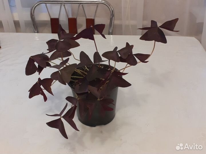 Комнатные цветы кислица