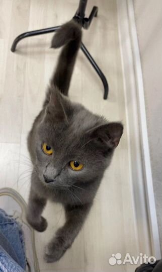 Кошка в дар