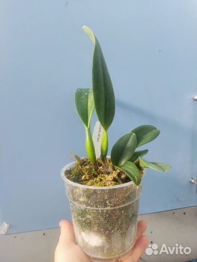 Орхидея. Каттлея.Rlc. NP Gold