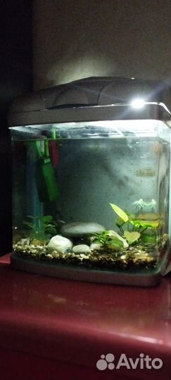 Аквариум с рыбками