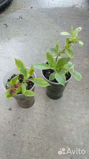 Вейгела красный цвет