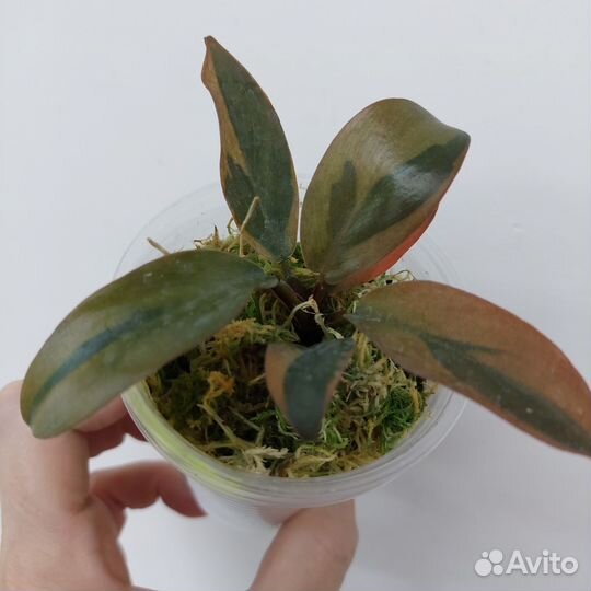 Филодендрон,сингониум